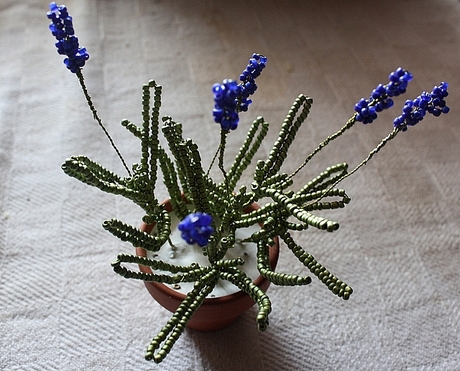 Levandula