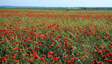 Mak, Dvory nad Žitavou