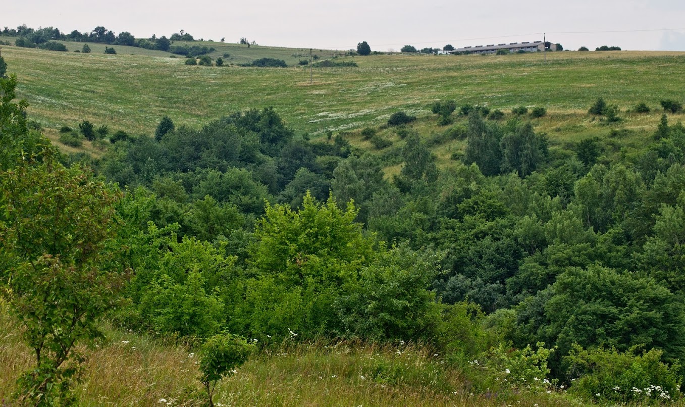 Prírodná pamiatka Kavečianska stráň