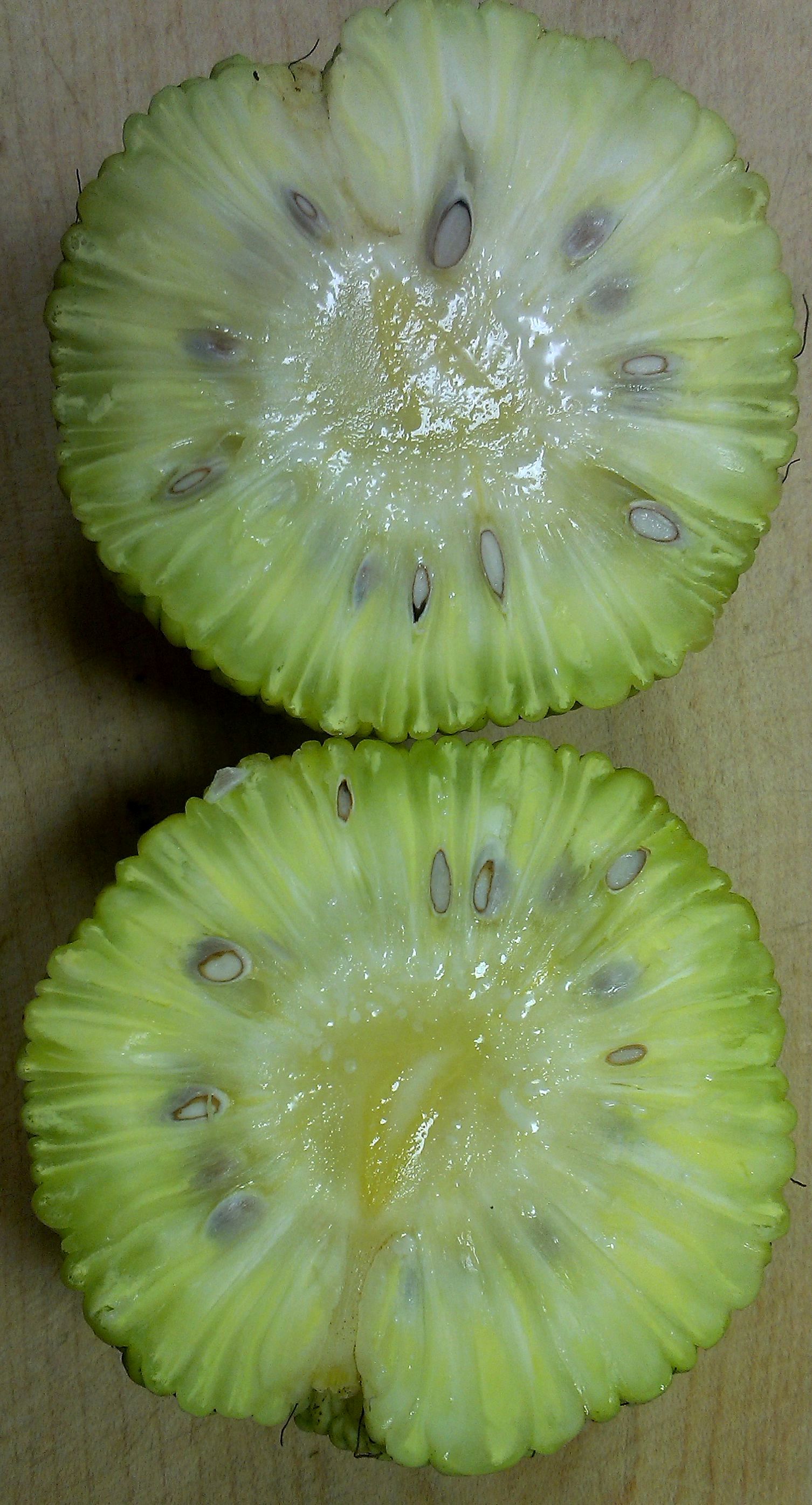 Maclura pomifera (Maklura pomarančová)