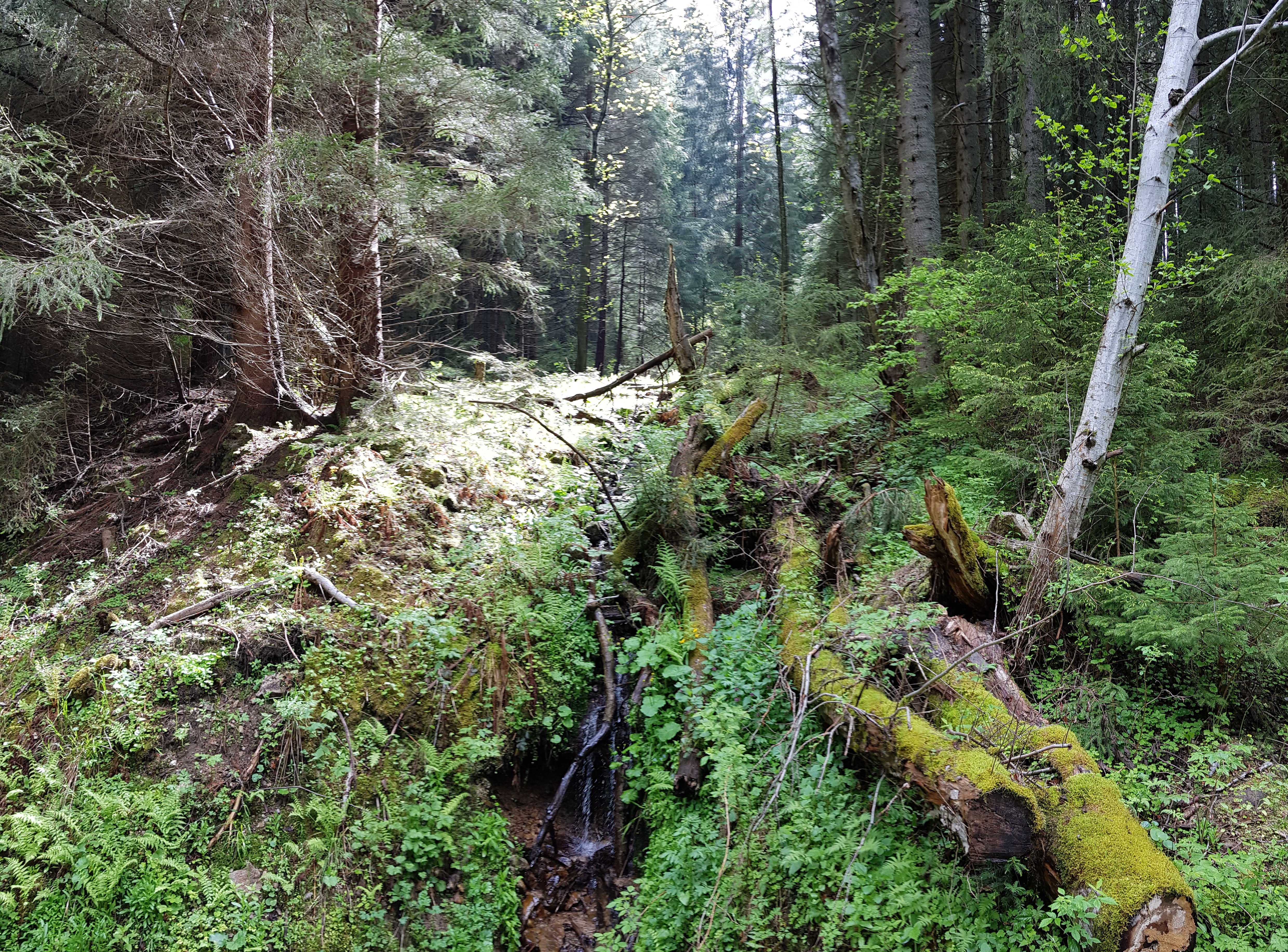 Pod Lazným vŕškom, Jánska dolina, Nízke Tatry
